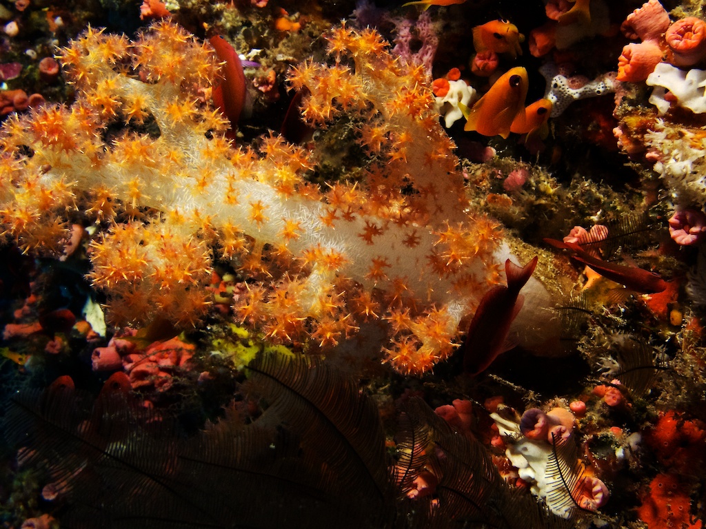 gallery image Soft Corals