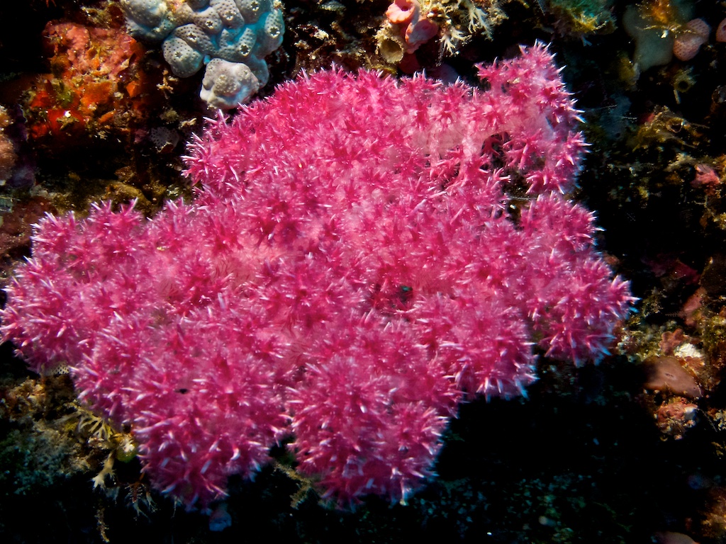 gallery image Soft Corals
