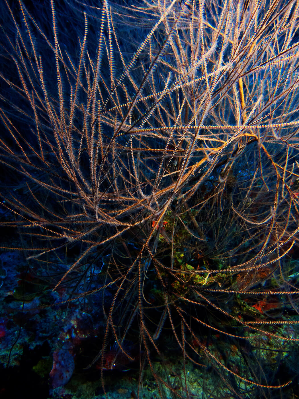 gallery image Statia Underwater